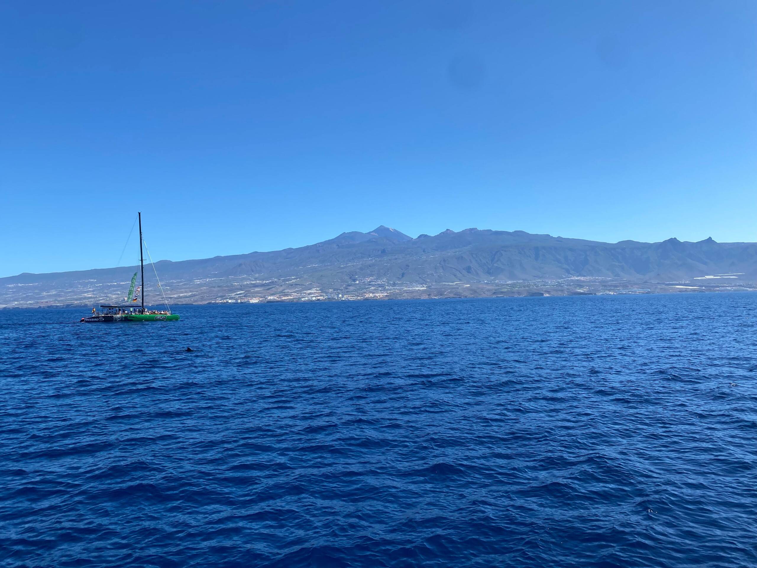 Observación de cetáceos