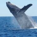Avistamiento de ballenas en Los Gigantes