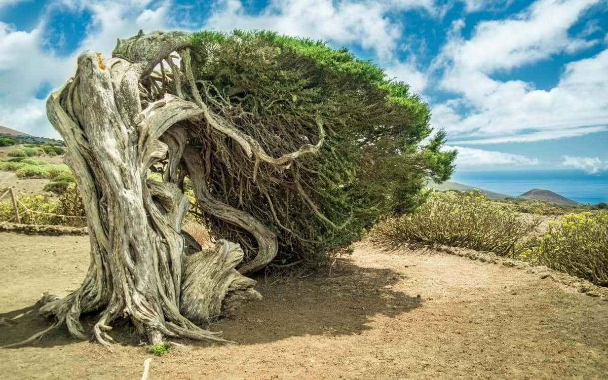 Sabina retorcida por el viento, El Hierro