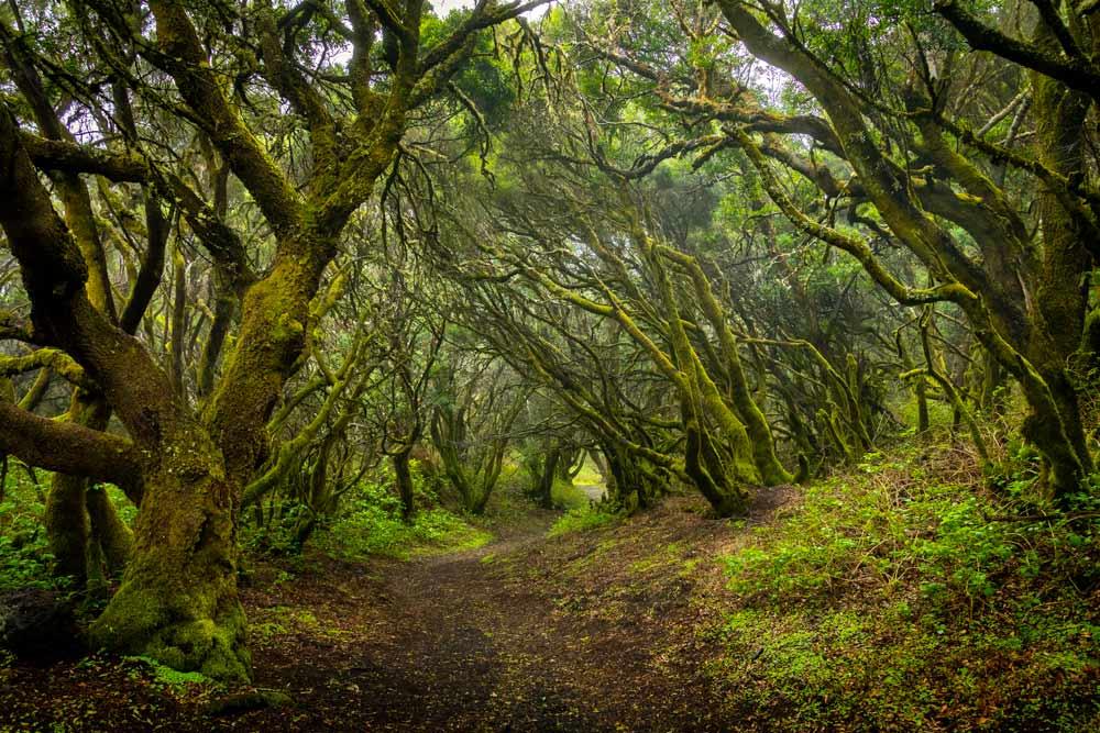 Bosque de laurisilva en La Gomera