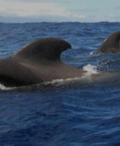 Observacion_cetaceos